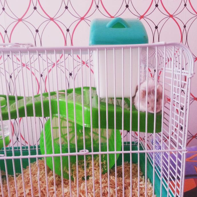 Hamsterlarımla Tanışın ve Onların Bir Gününe Şahit Olun!