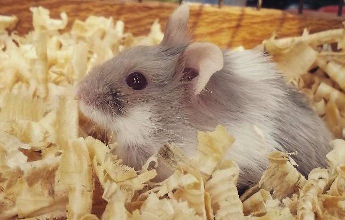 Hamsterlarımla Tanışın ve Onların Bir Gününe Şahit Olun!
