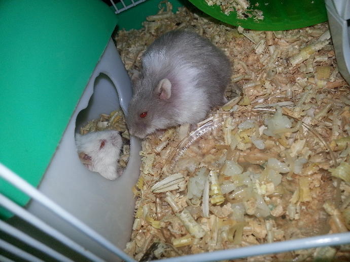 Hamsterlarımla Tanışın ve Onların Bir Gününe Şahit Olun!