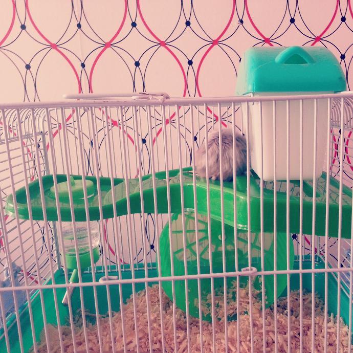 Hamsterlarımla Tanışın ve Onların Bir Gününe Şahit Olun!
