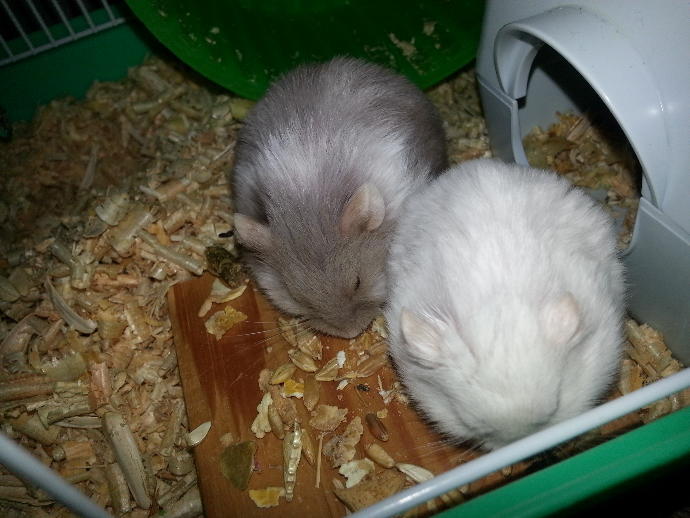 Hamsterlarımla Tanışın ve Onların Bir Gününe Şahit Olun!