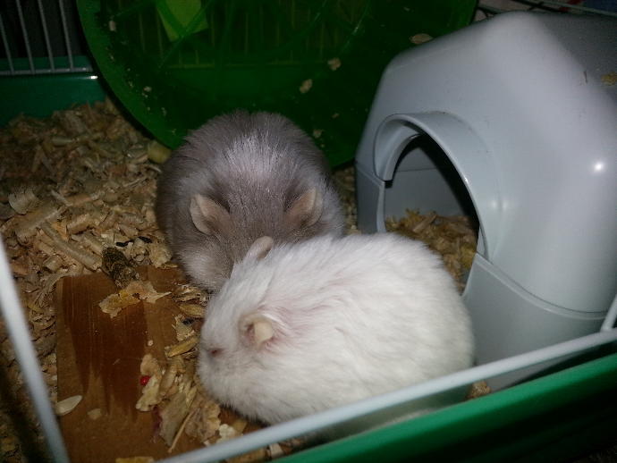 Hamsterlarımla Tanışın ve Onların Bir Gününe Şahit Olun!