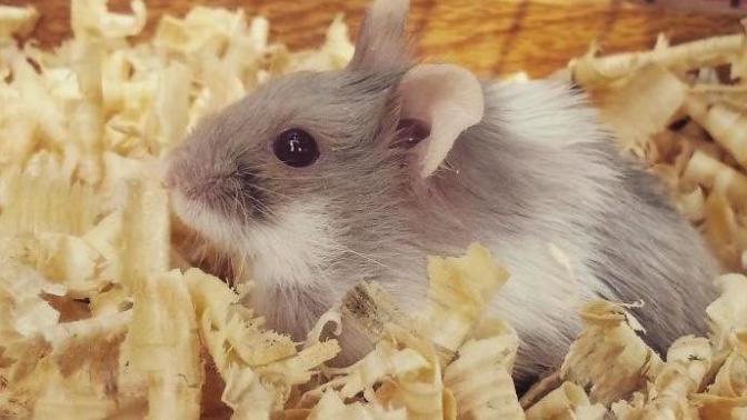 Hamsterlarımla Tanışın ve Onların Bir Gününe Şahit Olun!