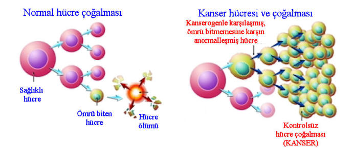 Kanserle Mücadelede Yapmanız Gerekenler 