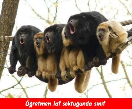 Öğretmenler Gününe Özel, Öğretmenleri Anlatan En Komik Capsler