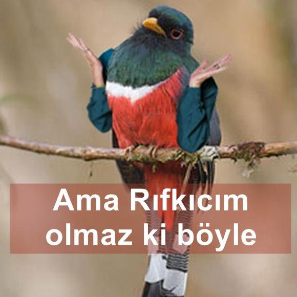 Kuşlara El Kol Takılsa Birde Üstüne Konuşturulursa Nasıl Olur!