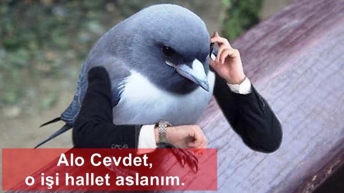 Kuşlara El Kol Takılsa Birde Üstüne Konuşturulursa Nasıl Olur!