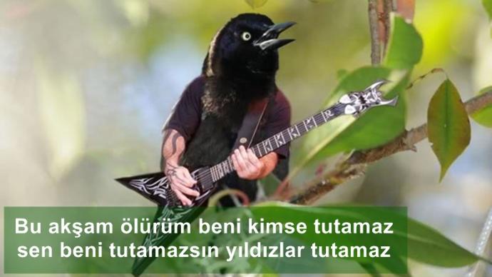 Kuşlara El Kol Takılsa Birde Üstüne Konuşturulursa Nasıl Olur!