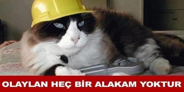 Kedidir O Kedii
