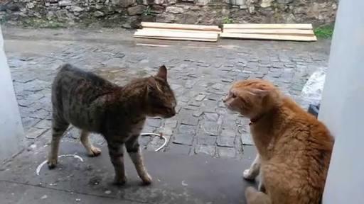 Sokak Kedisi Sokakta Kalsın Ama Aç Kalmasın!