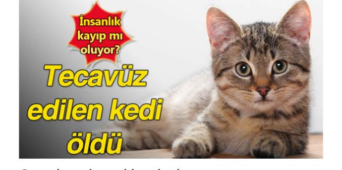 Sokak Kedisi Sokakta Kalsın Ama Aç Kalmasın!