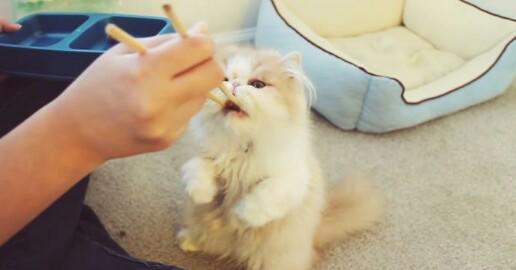 Kedi Besleyen İnsanlara Sıkıca Sarılın ve Asla Bırakmayın!