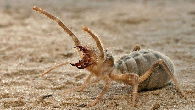 Erkeklerden Duyduğunuzda Anlamını Merak Ettiğiniz Askeri Terimler