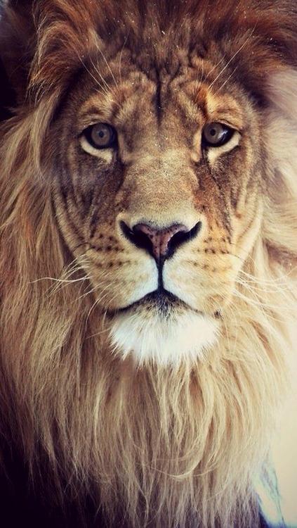 Aslan Kükrüyor!