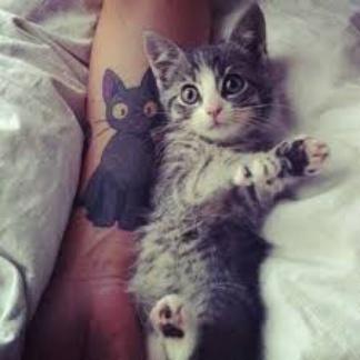 Kedi Sevmeyen Insanlardan Uzak Durmanız İçin Çok Geçerli Sebepler