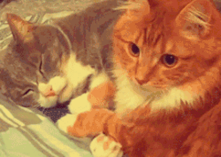 Kedi Sevmeyen İnsanlardan Uzak Durmanız İçin Çok Geçerli Sebepler