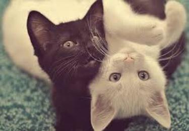 Kedi Sevmeyen İnsanlardan Uzak Durmanız İçin Çok Geçerli Sebepler