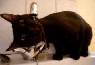 Kedi Sevmeyen İnsanlardan Uzak Durmanız İçin Çok Geçerli Sebepler