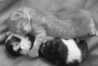 Kedi Sevmeyen İnsanlardan Uzak Durmanız İçin Çok Geçerli Sebepler