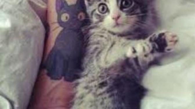 Kedi Sevmeyen İnsanlardan Uzak Durmanız İçin Çok Geçerli Sebepler