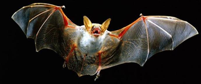 Tarihin Kanlı Katilleri Günümüzün Özenilen Karakterleri Vampirler