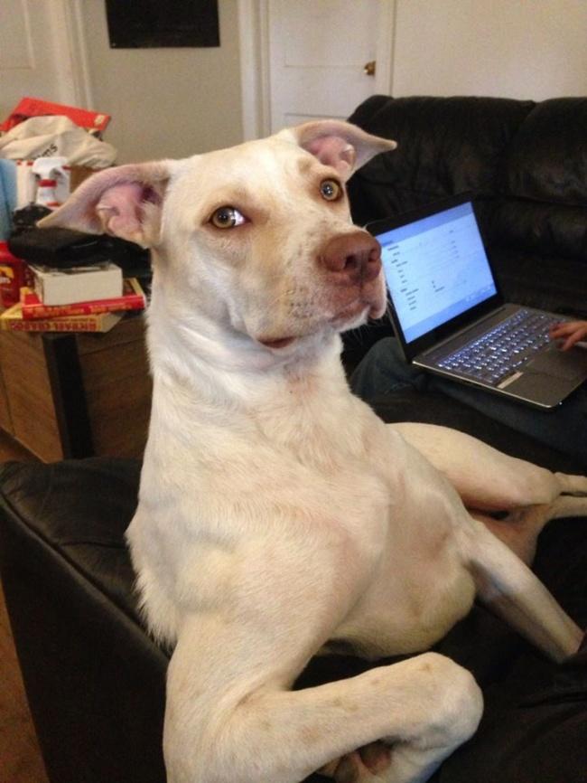 Körle Yatan Şaşı Kalkar Dedirten Sahibine Benzemeye Başlamaya Köpekler