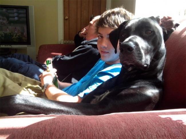 Körle Yatan Şaşı Kalkar Dedirten Sahibine Benzemeye Başlamaya Köpekler