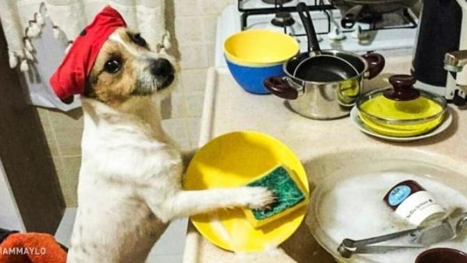 Körle Yatan Şaşı Kalkar Dedirten Sahibine Benzemeye Başlamaya Köpekler