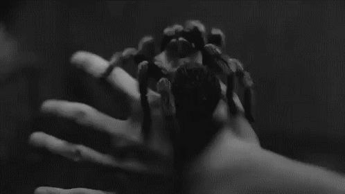Tarantula Nedir ve Tarantulayı Seven İnsanların Kişilik Özellikleri
