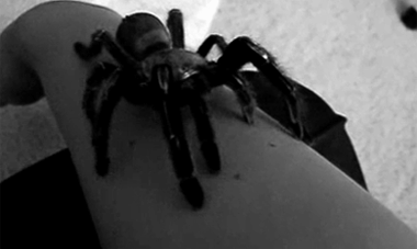 Tarantula Nedir ve Tarantulayı Seven İnsanların Kişilik Özellikleri