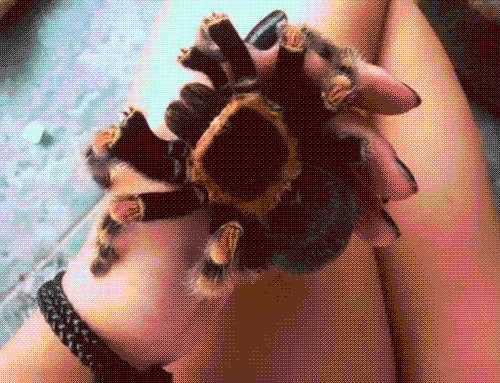 Tarantula Nedir ve Tarantulayı Seven İnsanların Kişilik Özellikleri