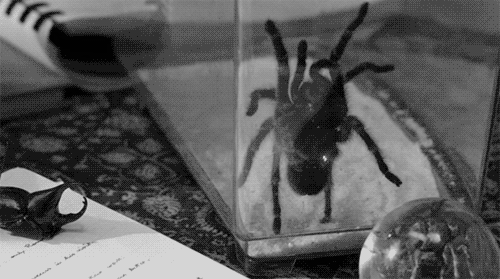 Tarantula Nedir ve Tarantulayı Seven İnsanların Kişilik Özellikleri