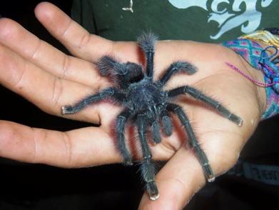 Tarantula Nedir ve Tarantulayı Seven İnsanların Kişilik Özellikleri