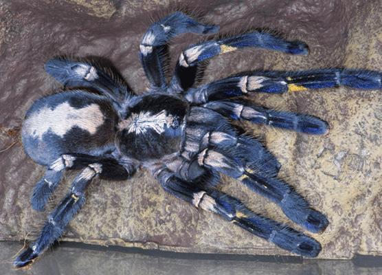 Tarantula Nedir ve Tarantulayı Seven İnsanların Kişilik Özellikleri