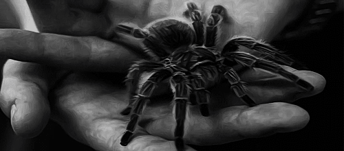 Tarantula Nedir ve Tarantulayı Seven İnsanların Kişilik Özellikleri