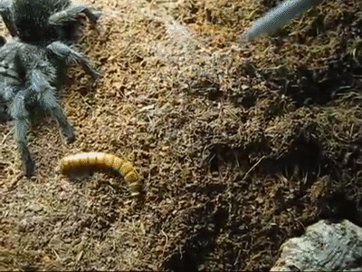 Tarantula Nedir ve Tarantulayı Seven İnsanların Kişilik Özellikleri