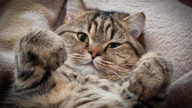 Dişi Kedi Kısırlaştırma Ameliyatı Öncesi ve Sonrası