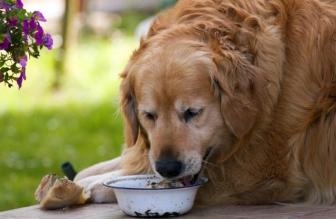Köpek Sahibi Olanların Anlayacağı 5 Şey