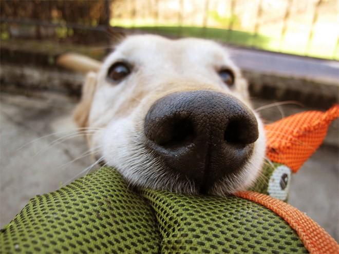 Köpek Sahibi Olanların Anlayacağı 5 Şey