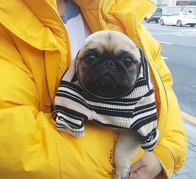 Köpek Sahibi Olanların Anlayacağı 5 Şey