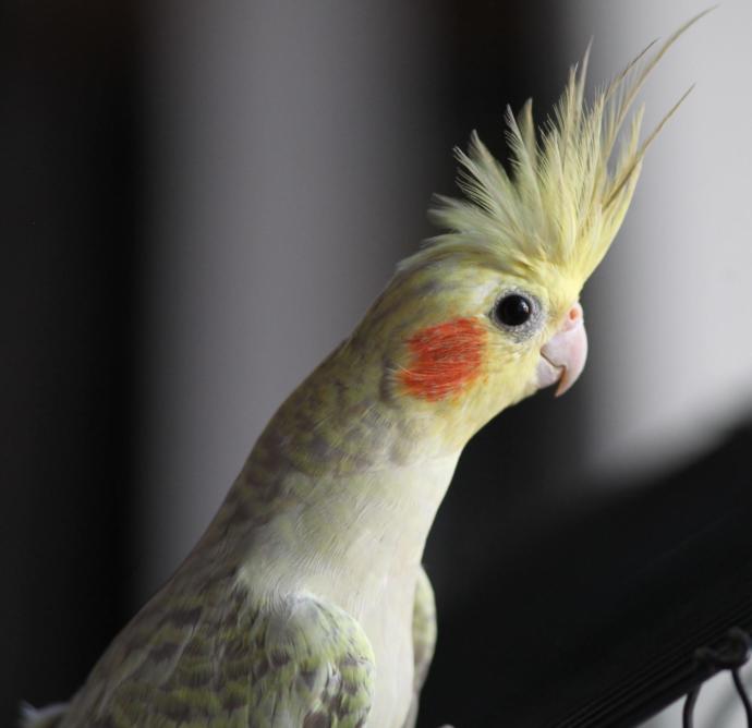 En İyi Evcil Dost Sultan Papağanı Bakımı!