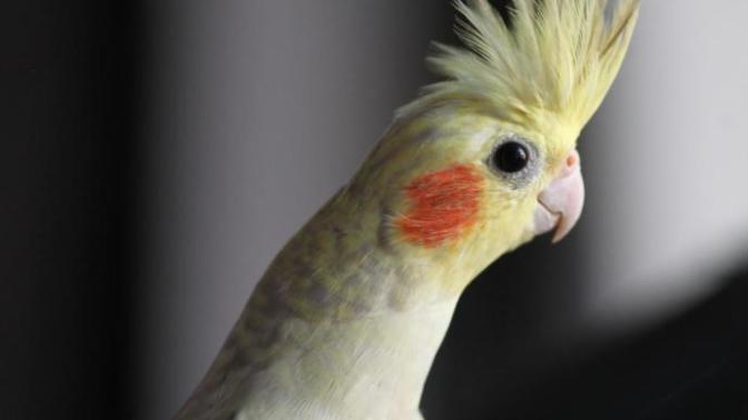 En İyi Evcil Dost Sultan Papağanı Bakımı!