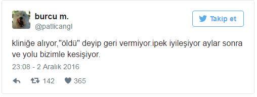 Hayvanlar Barınaklardan Alınıp Tecavüz Etmek İçin Vardır (!)