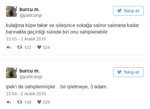 Hayvanlar Barınaklardan Alınıp Tecavüz Etmek İçin Vardır (!)