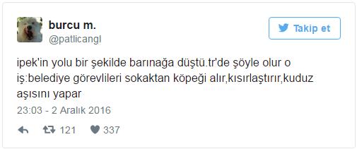 Hayvanlar Barınaklardan Alınıp Tecavüz Etmek İçin Vardır (!)