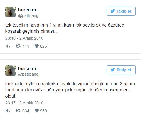 Hayvanlar Barınaklardan Alınıp Tecavüz Etmek İçin Vardır (!)