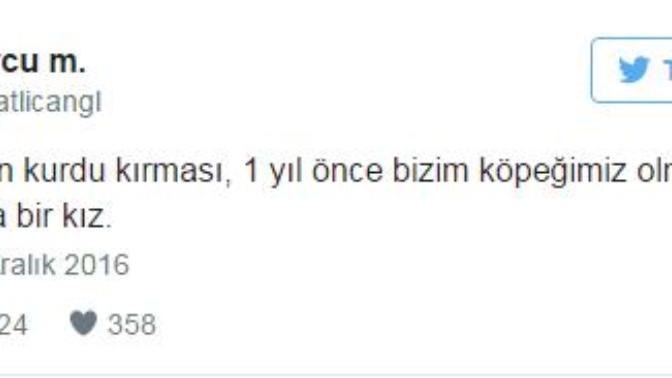 Hayvanlar Barınaklardan Alınıp Tecavüz Etmek İçin Vardır (!)