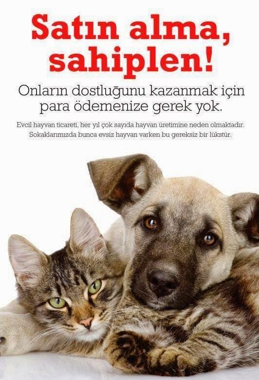 Fiyatlarıyla Dudak Uçuklatan Kedicikler Listesinde İlk 5