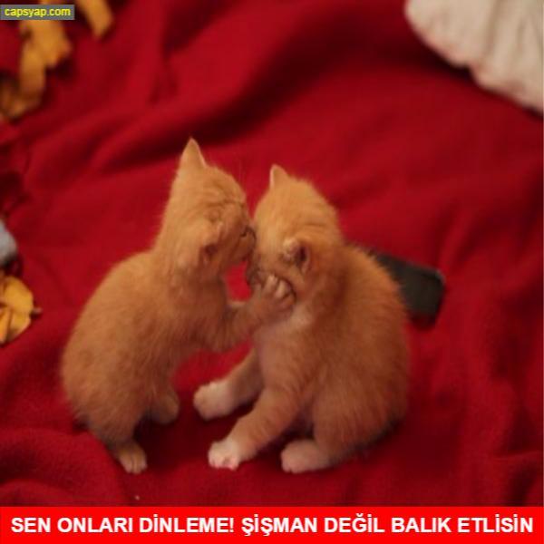 Şirin Hayvan Fotoğraflarıyla Günümüzde İstenilen İlişki Özeti