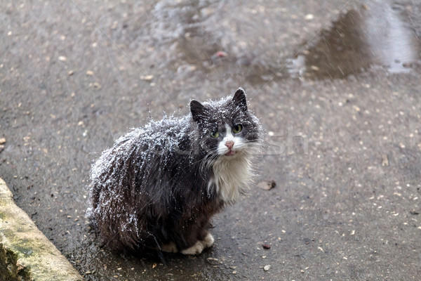Mahalleye Kedi Evi Koyulduğu İçin Saldırıya Uğramak